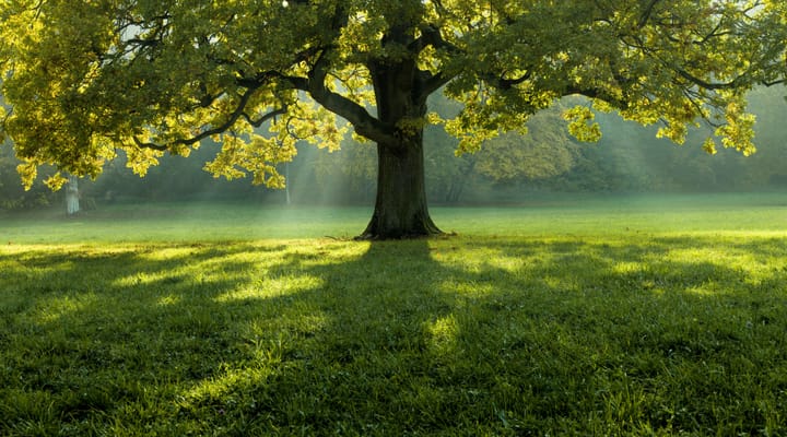 Bel arbre au milieu d'un champ couvert d'herbe avec la limite des arbres en arrière-plan